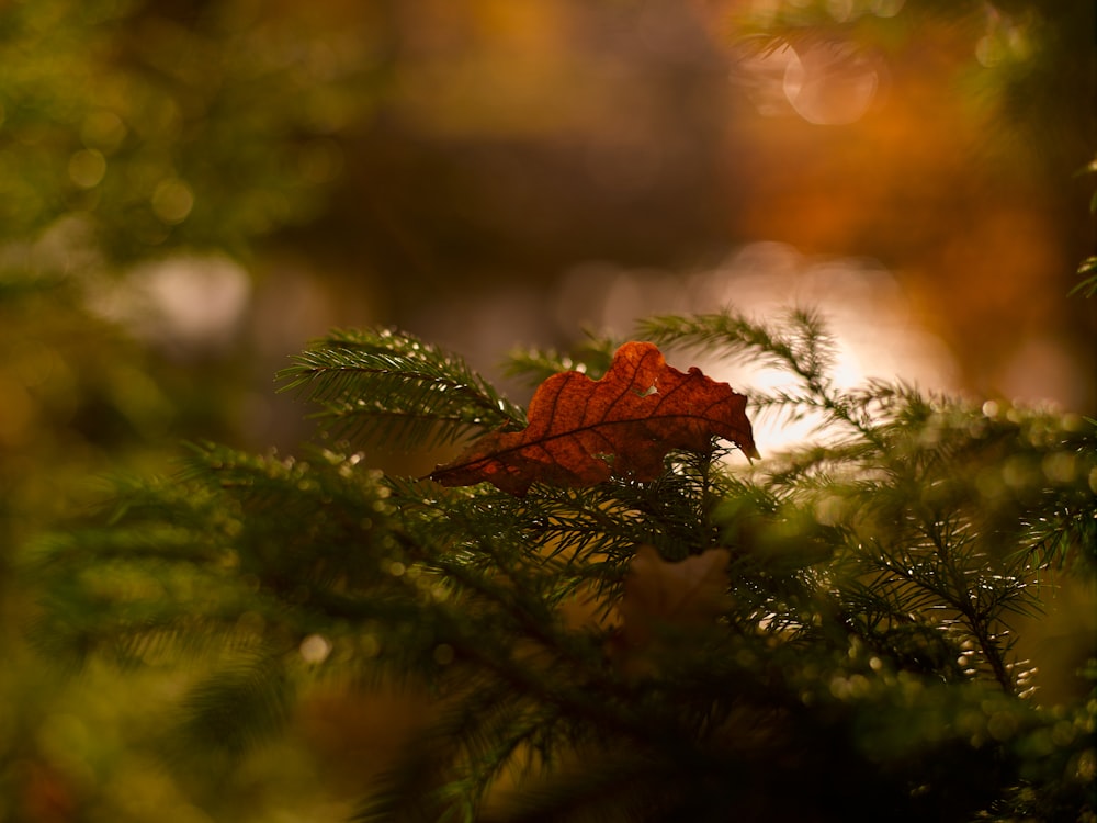 red maple leaf on green pine tree