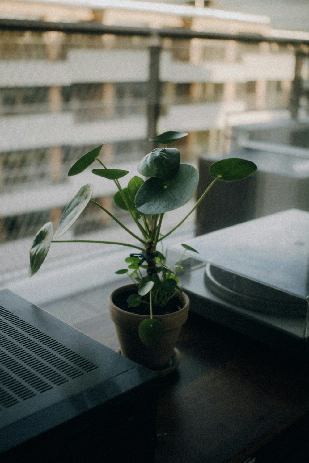 green plant on brown clay pot