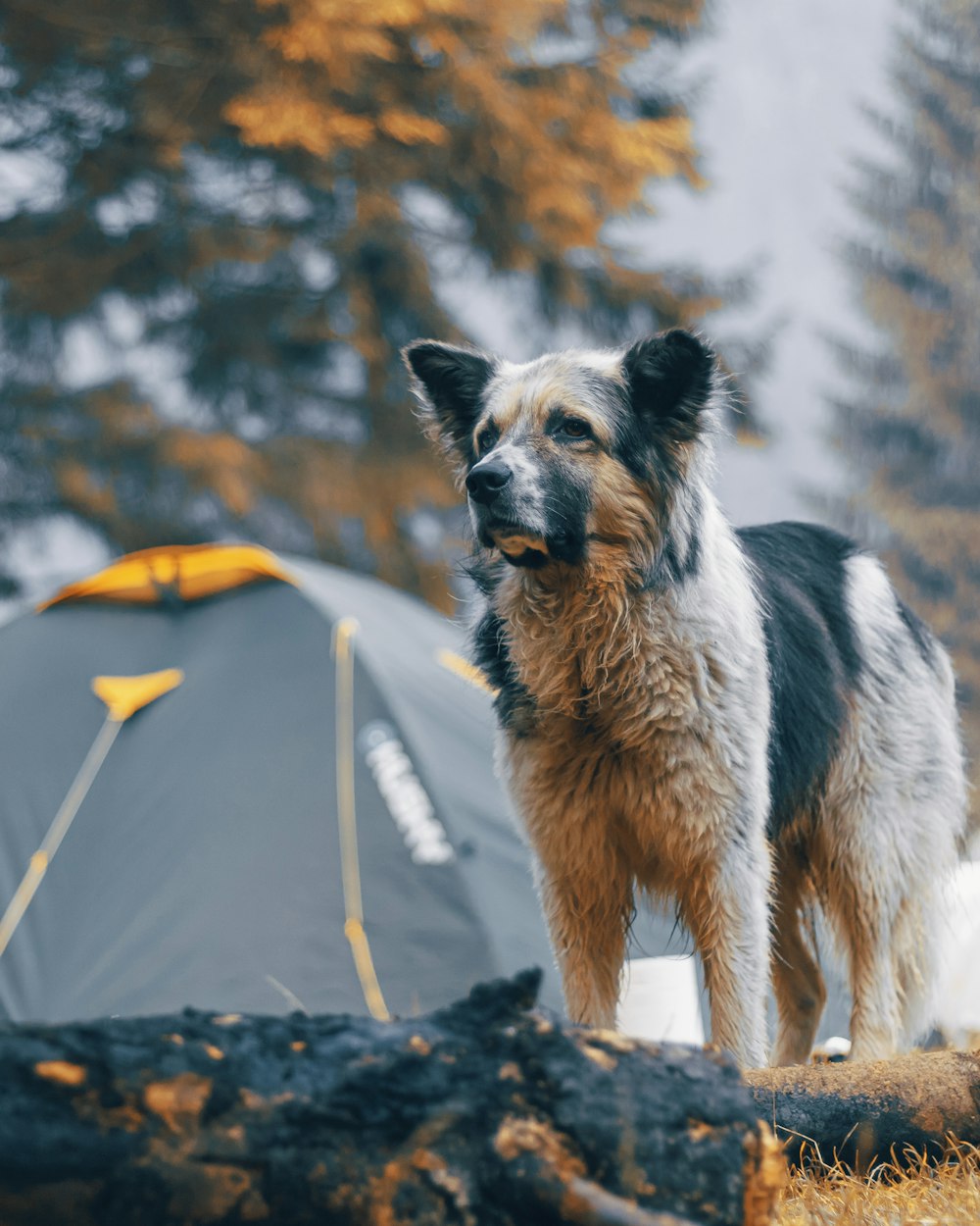 white and black long coated dog standing near white tent during daytime