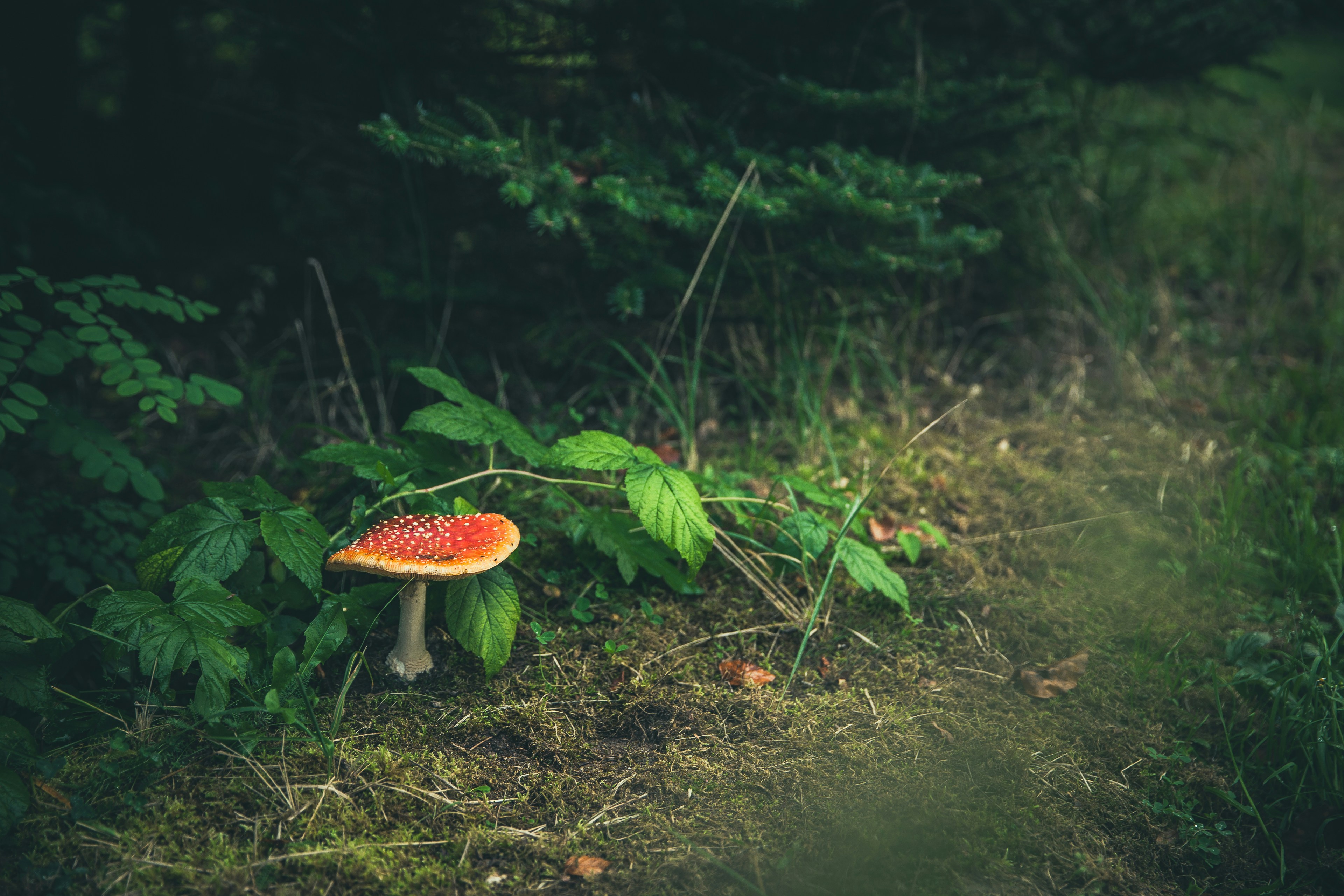 Photo by alisonstardust