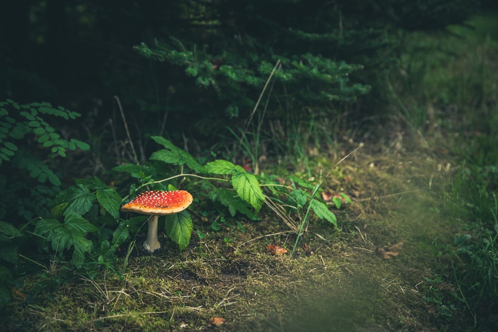 brown and white mushroom surrounded by green plants