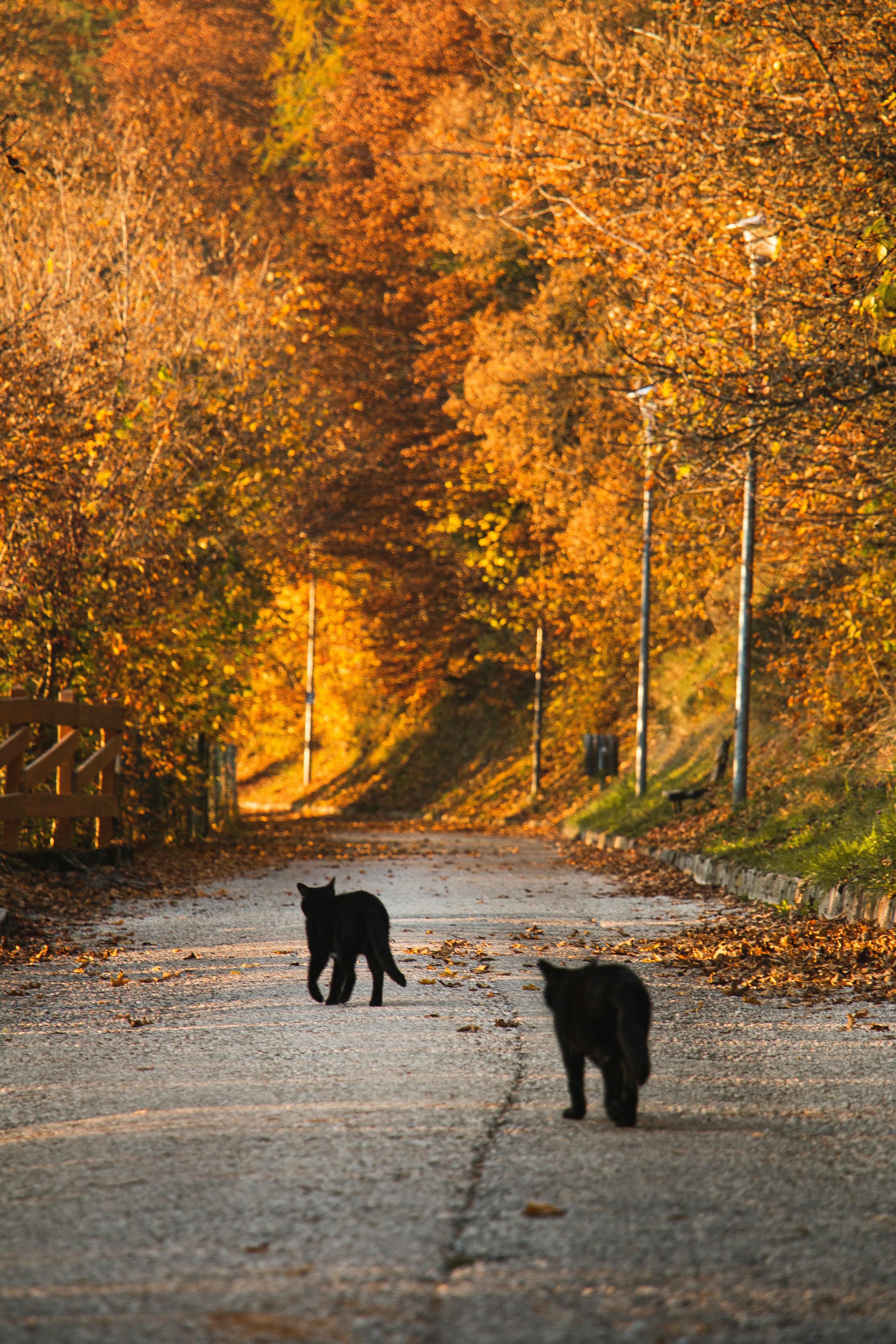 Two black cats walking along a road.