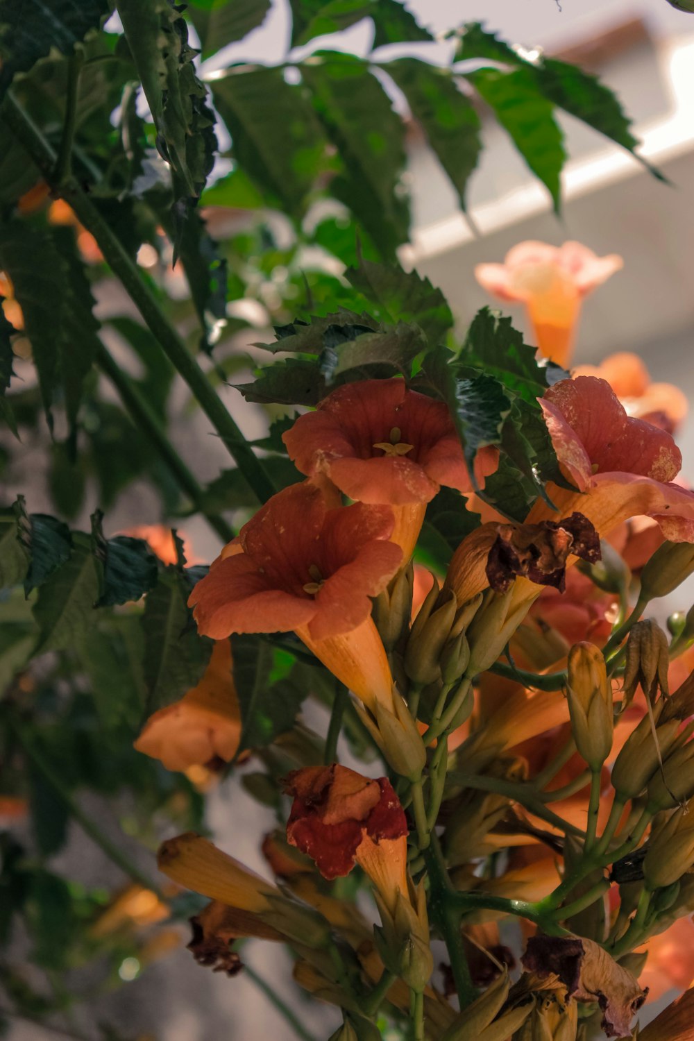 orange flower with green leaves