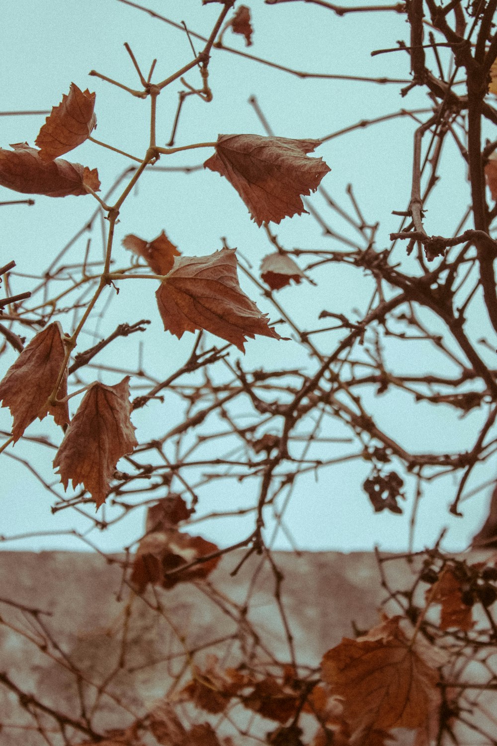 brown leaves on brown tree branch