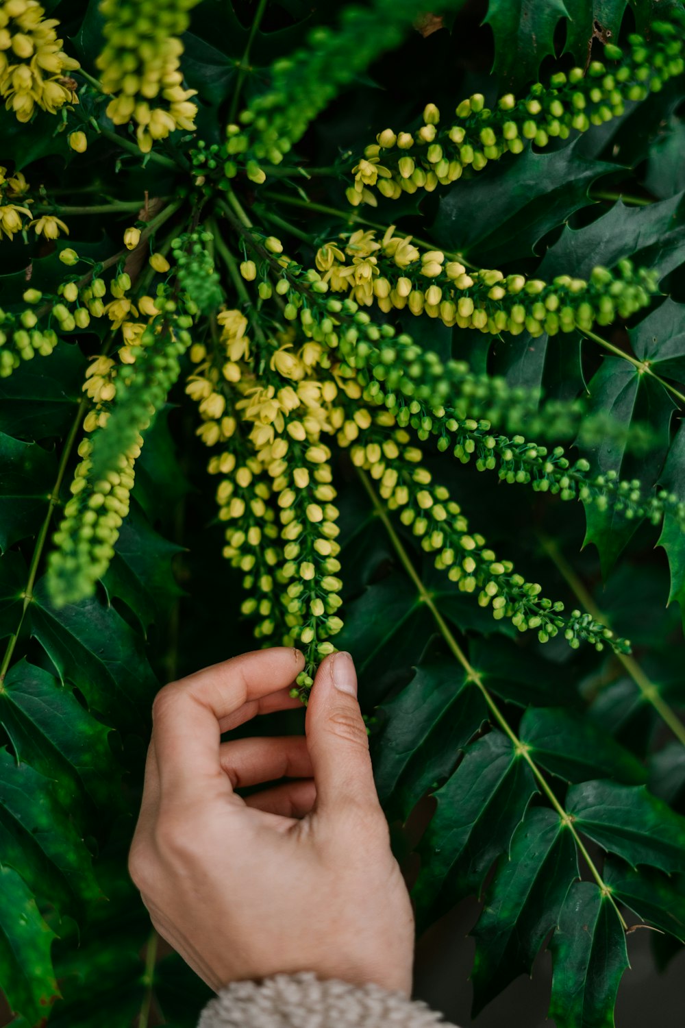 yellow flowers on green leaves