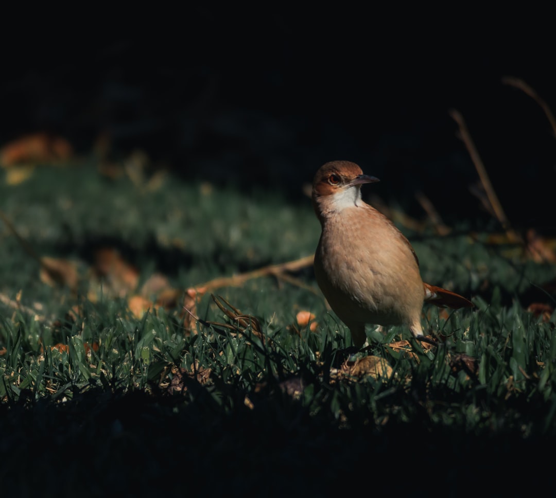 brown and white bird on green grass during daytime