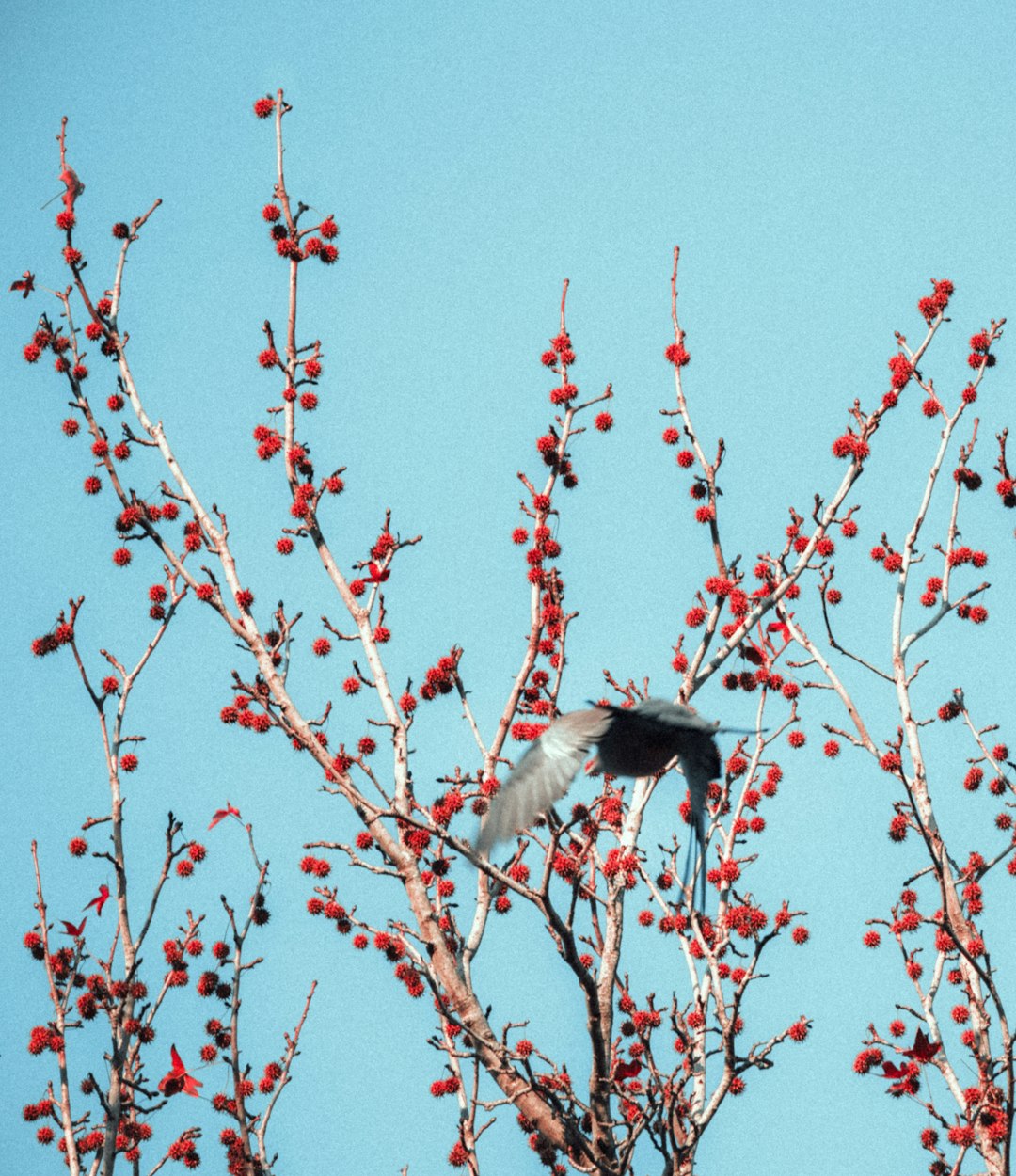 black and white bird on red tree branch