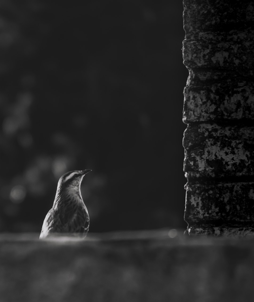 grayscale photo of bird on black metal fence