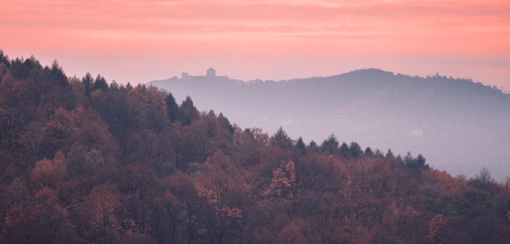 green and brown trees under white sky during daytime