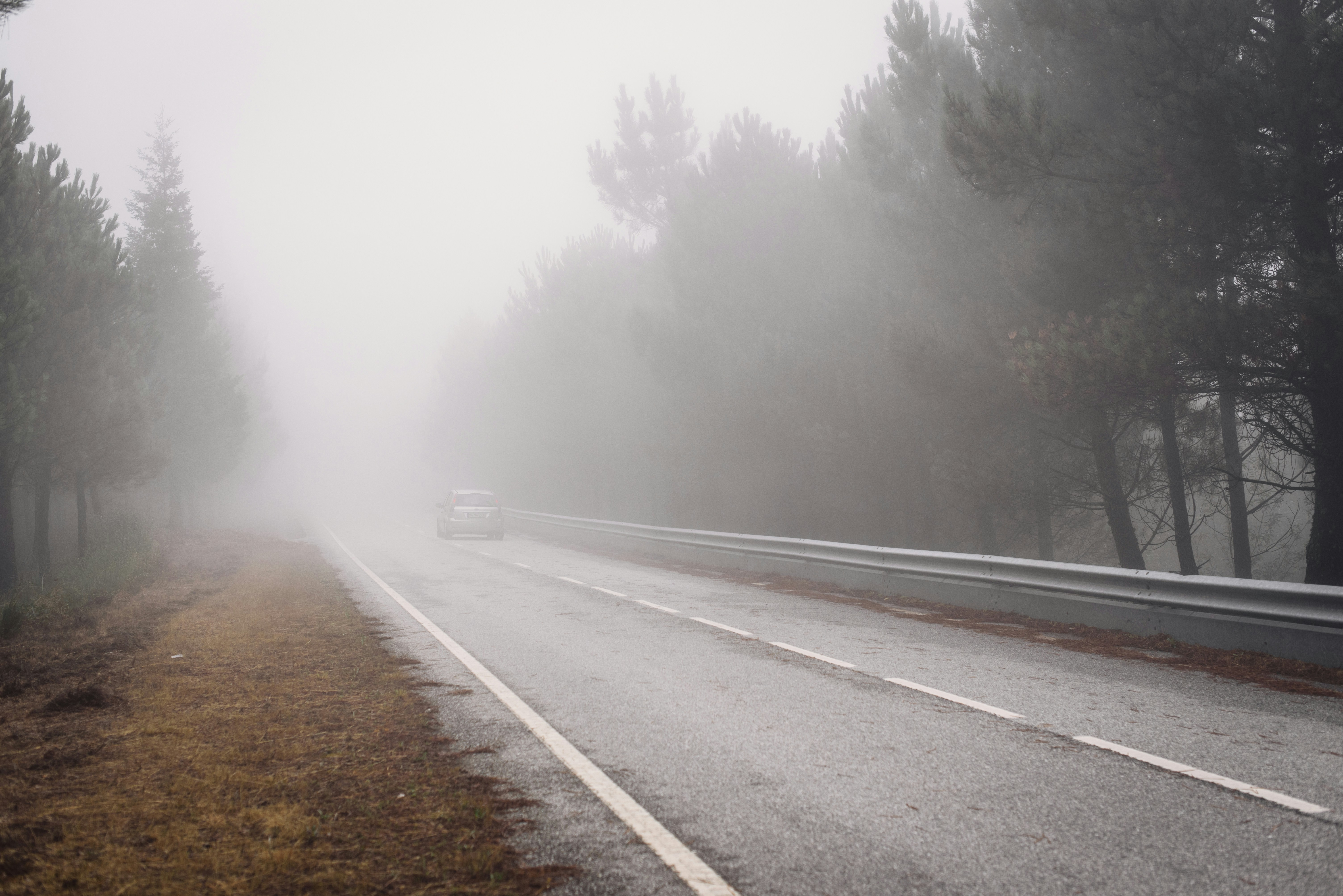 gray asphalt road between trees covered with fog, 