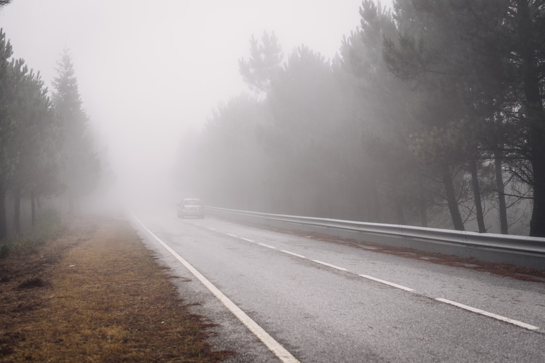 gray asphalt road between trees covered with fog,