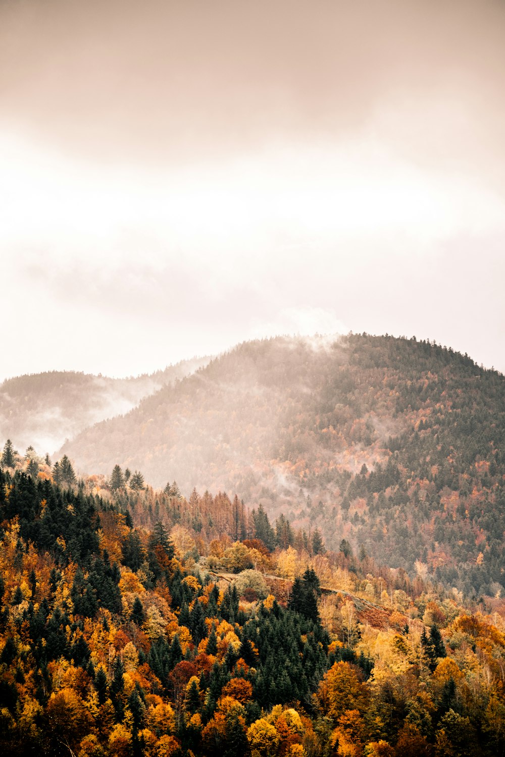 green and brown trees near mountain during daytime