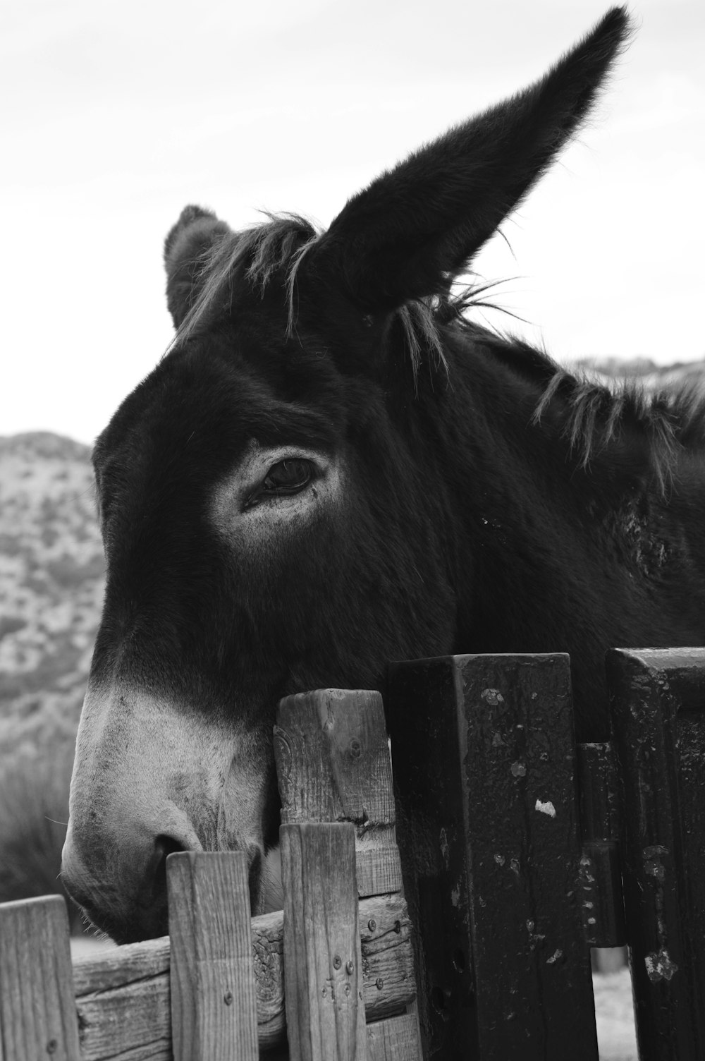 grayscale photo of horse head