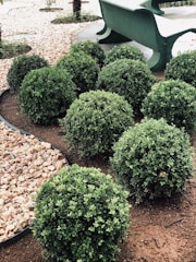 Several neatly trimmed, spherical green bushes are arranged in a landscaped garden area. The ground around them is covered with reddish-brown soil and bordered by a section of small light-colored rocks. A green bench is situated behind the bushes, positioned on a paved surface.