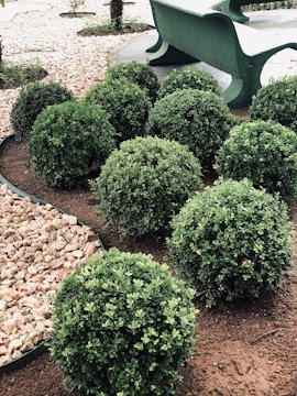 Several neatly trimmed, spherical green bushes are arranged in a landscaped garden area. The ground around them is covered with reddish-brown soil and bordered by a section of small light-colored rocks. A green bench is situated behind the bushes, positioned on a paved surface.