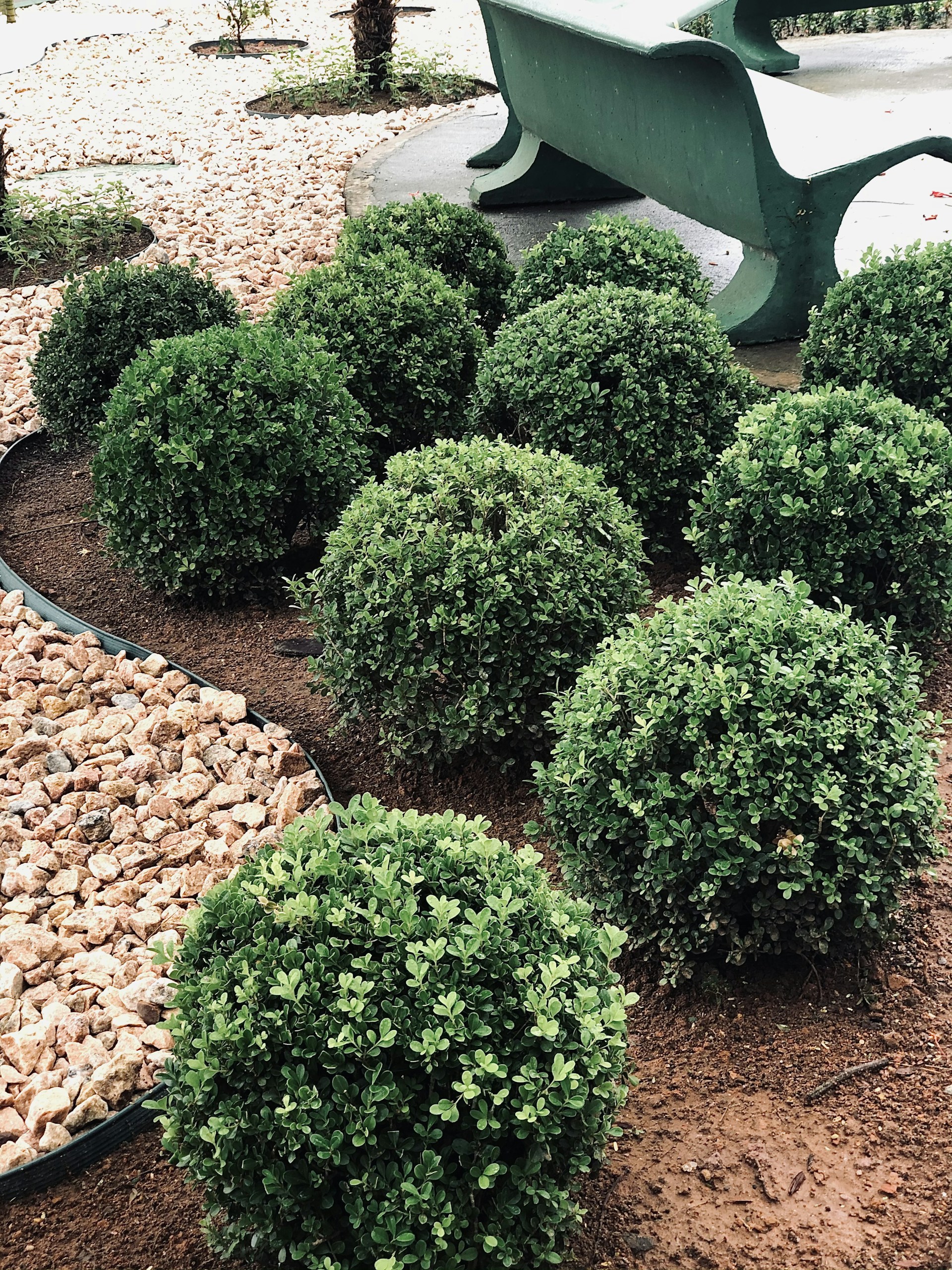 Several neatly trimmed, spherical green bushes are arranged in a landscaped garden area. The ground around them is covered with reddish-brown soil and bordered by a section of small light-colored rocks. A green bench is situated behind the bushes, positioned on a paved surface.