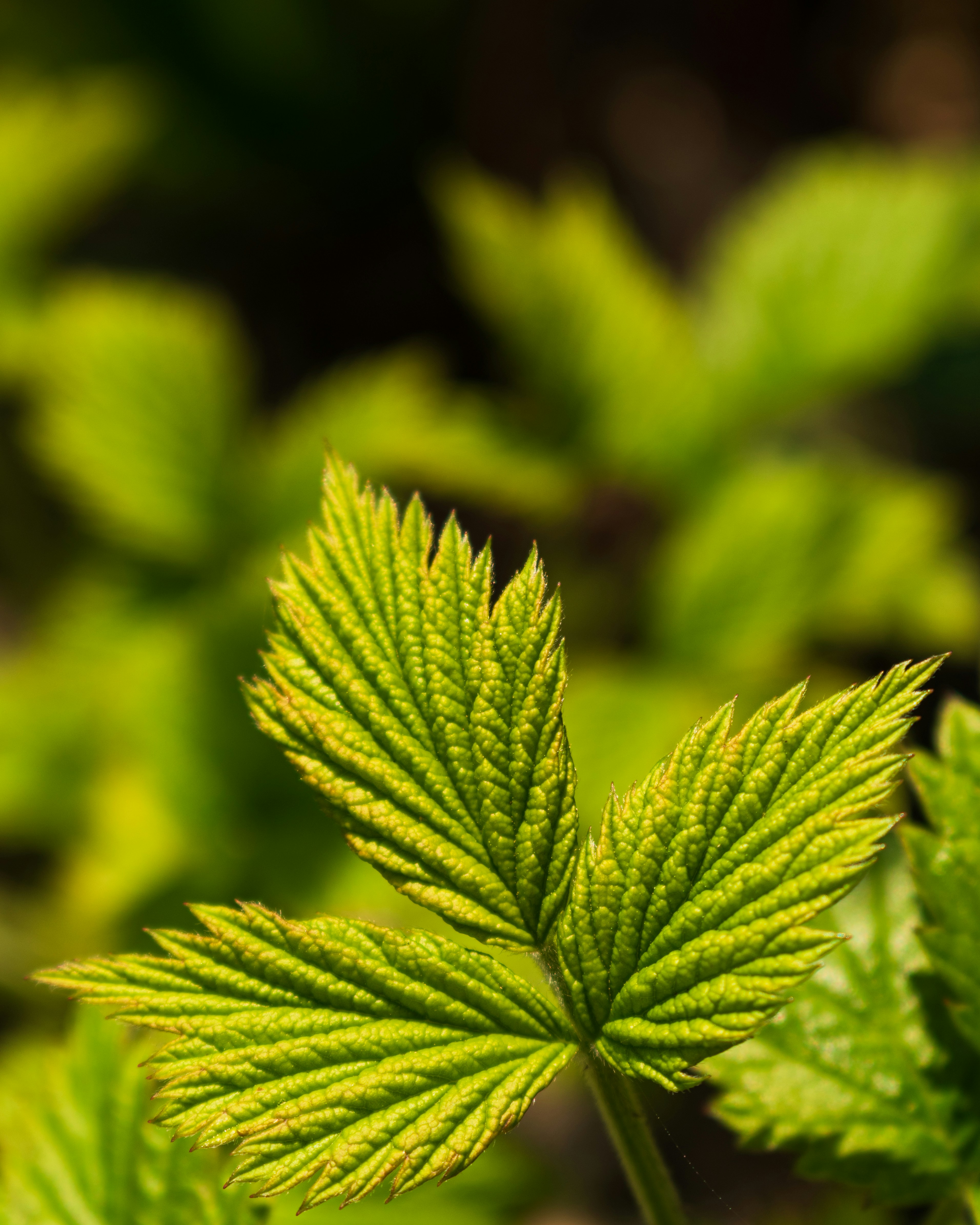 Photo by vjeblackbirdlion