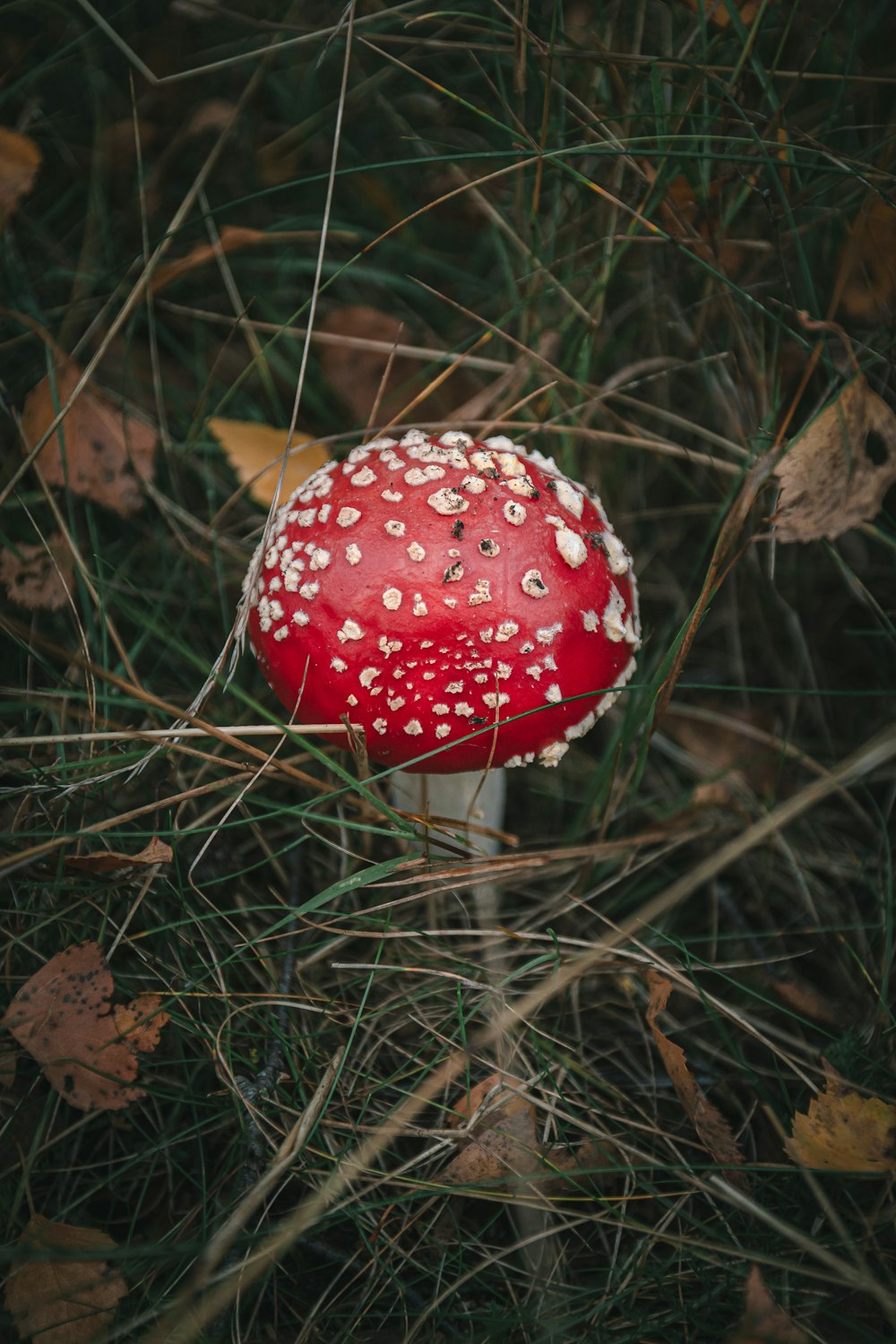 red and white mushroom on green grass