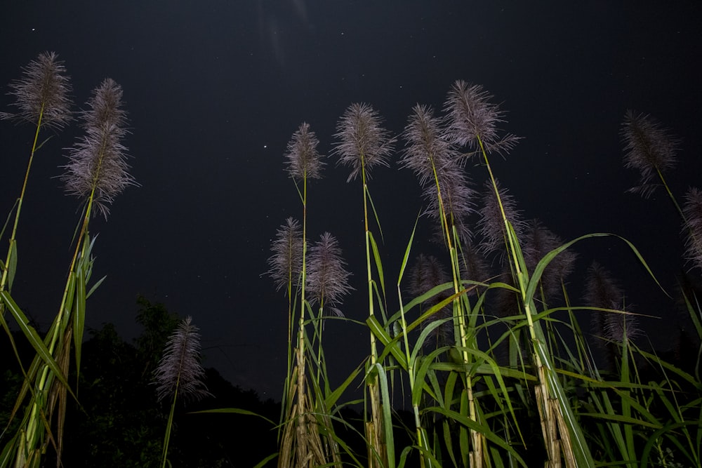 a field of tall grass under a night sky