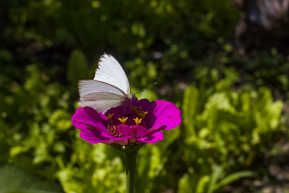 white butterfly on purple flower during daytime