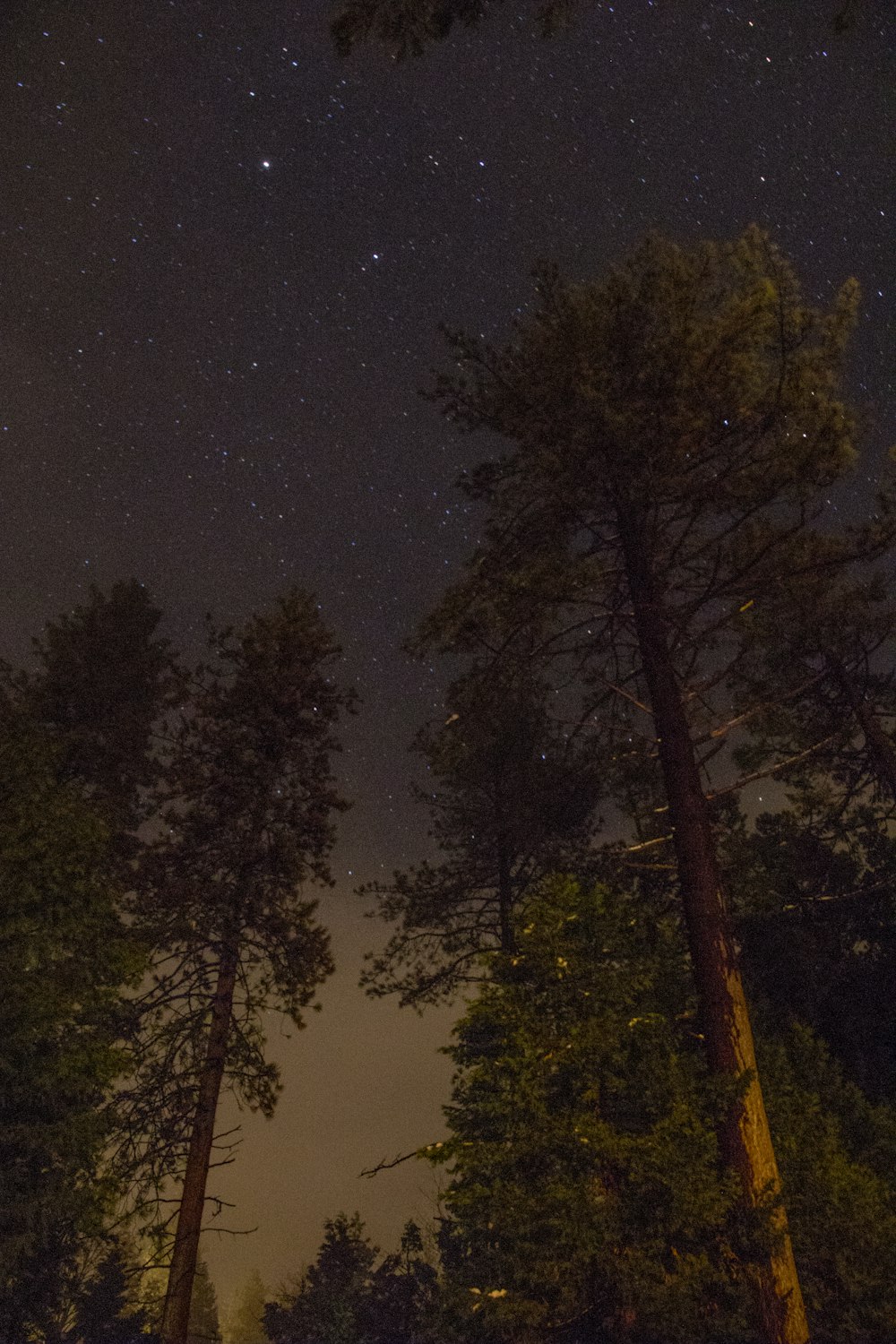 the night sky is lit up by the stars above the trees