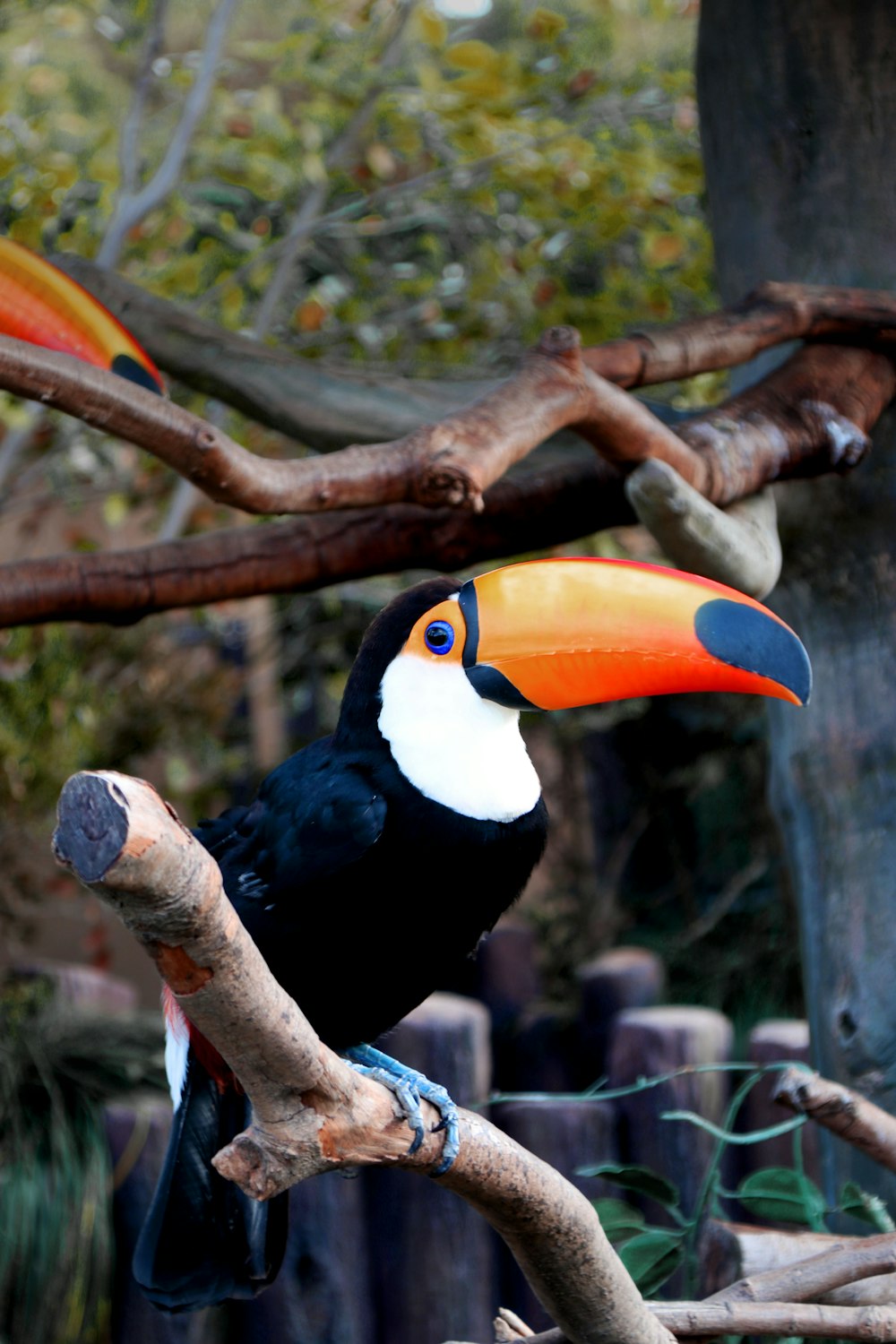 black white and yellow bird on brown tree branch