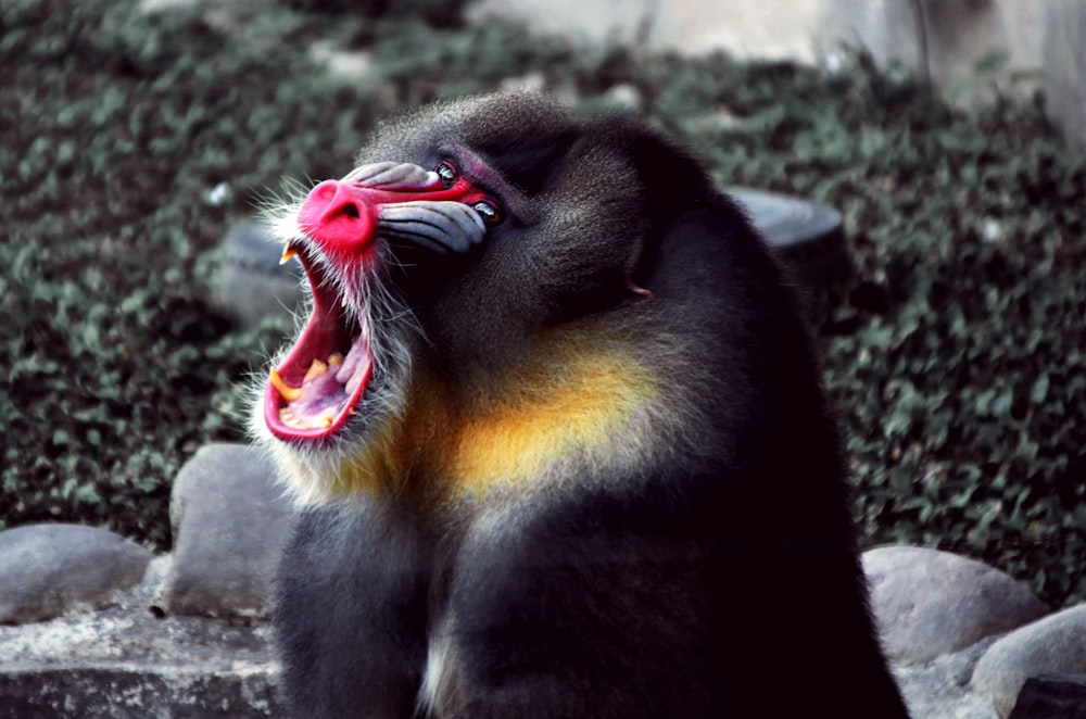 black and brown gorilla with red eyes