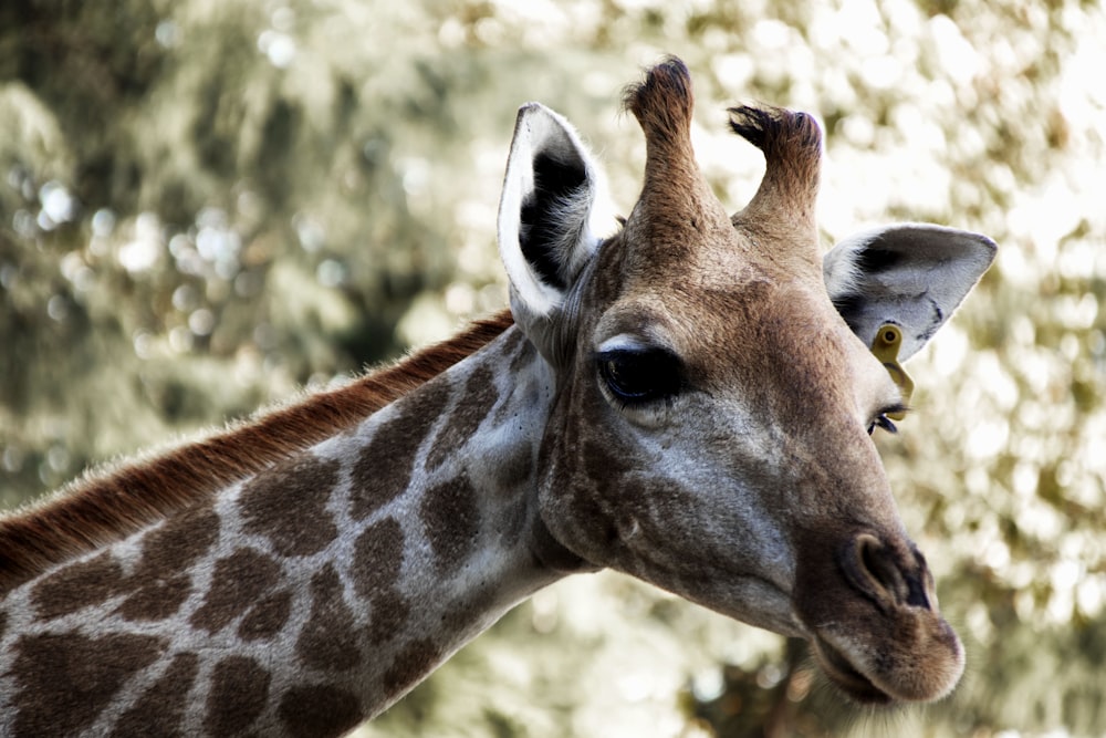 brown and white giraffe during daytime