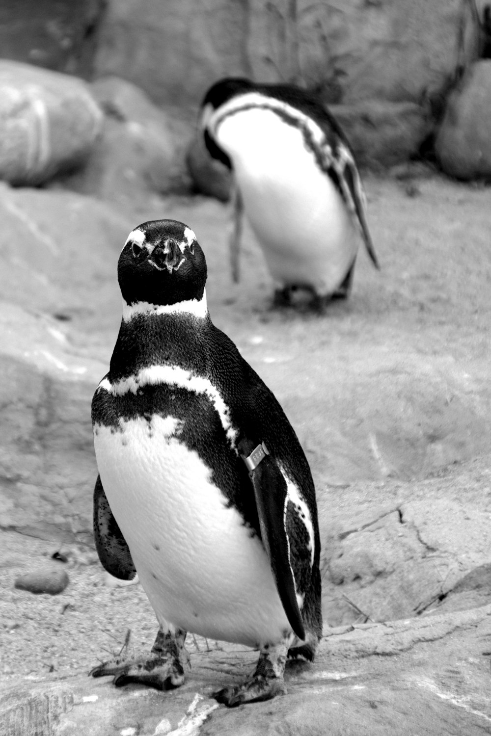 white and black penguin on gray sand