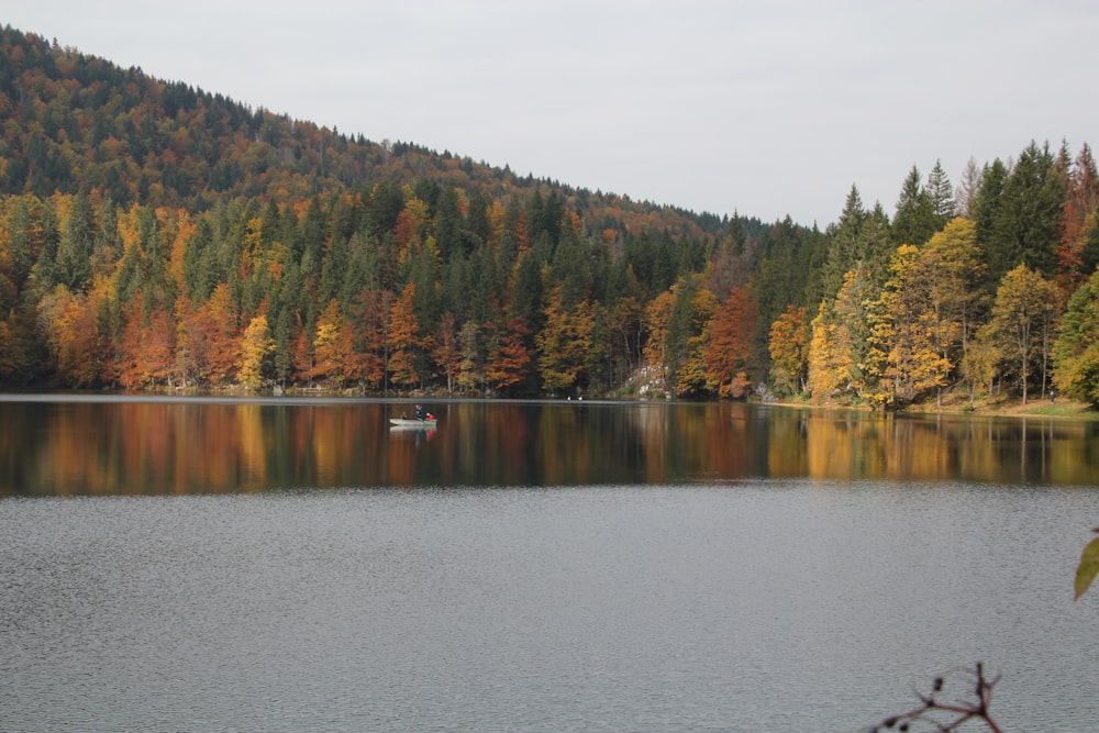 green trees beside body of water during daytime