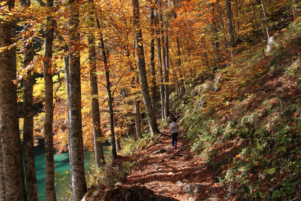 person in black jacket walking on forest during daytime