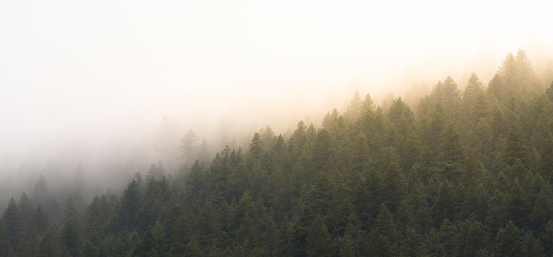 green trees under white sky during daytime