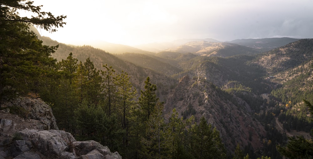 green trees on mountain during daytime