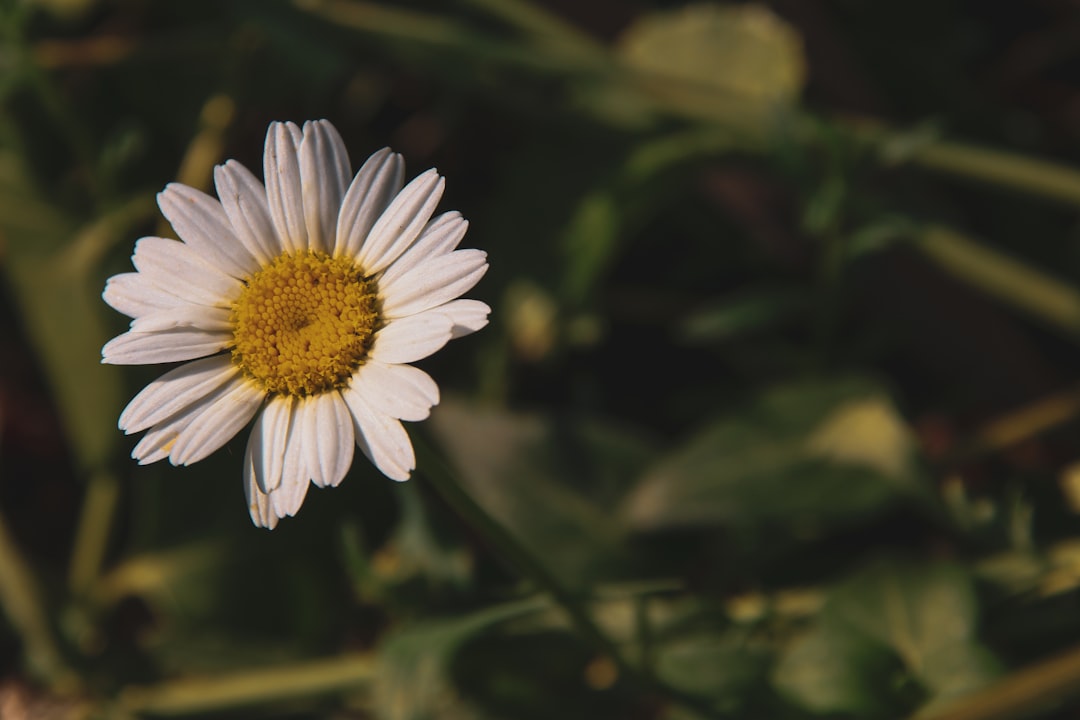 white daisy in bloom during daytime