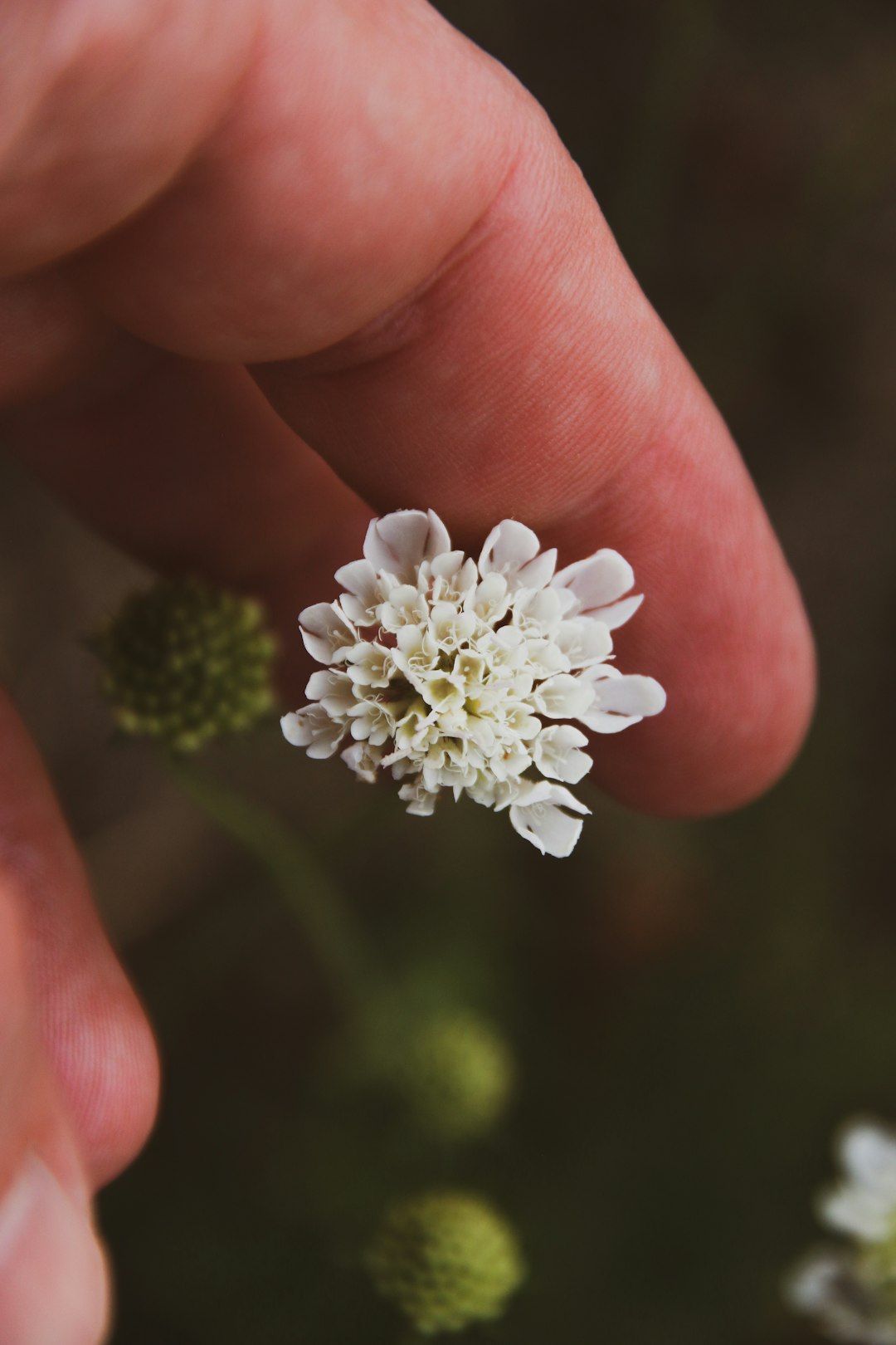 white flower on persons hand