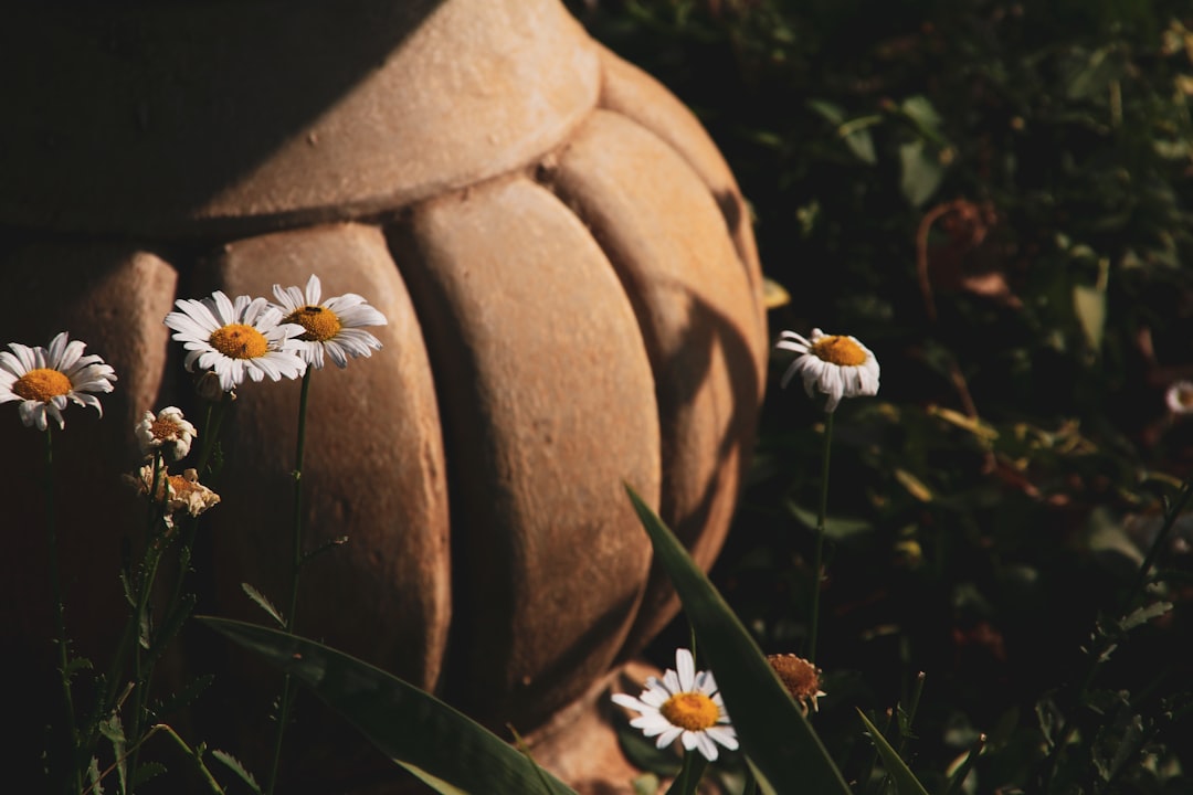 white flowers in brown wooden barrel