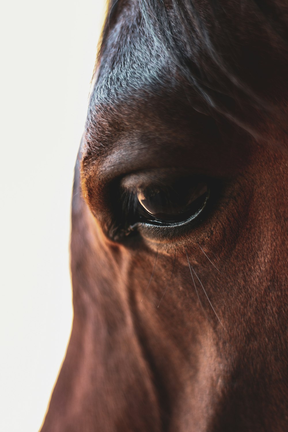 brown horse head in close up photography