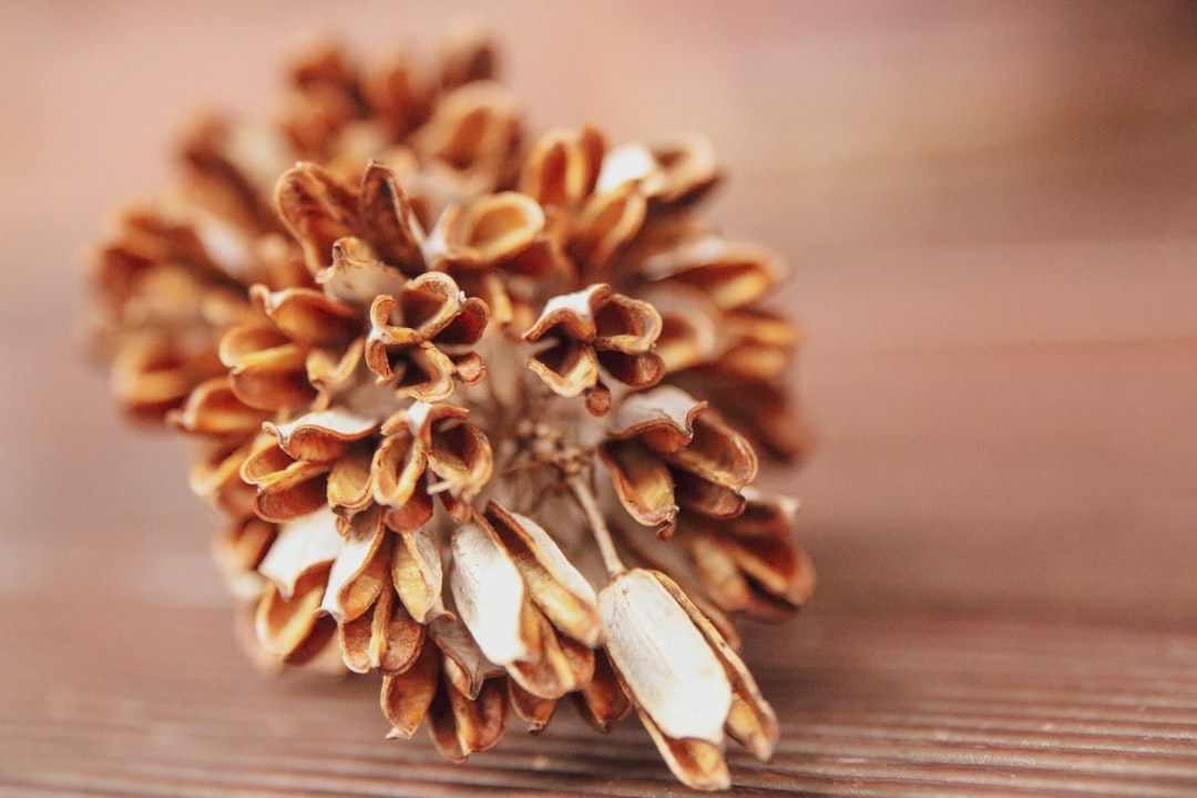 brown and white flower petals