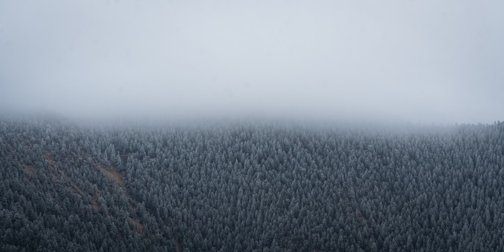 green trees under white sky during daytime