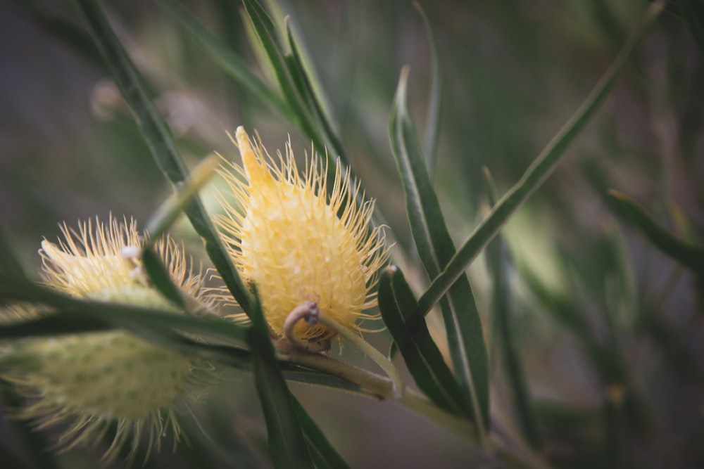 yellow and green flower in macro lens