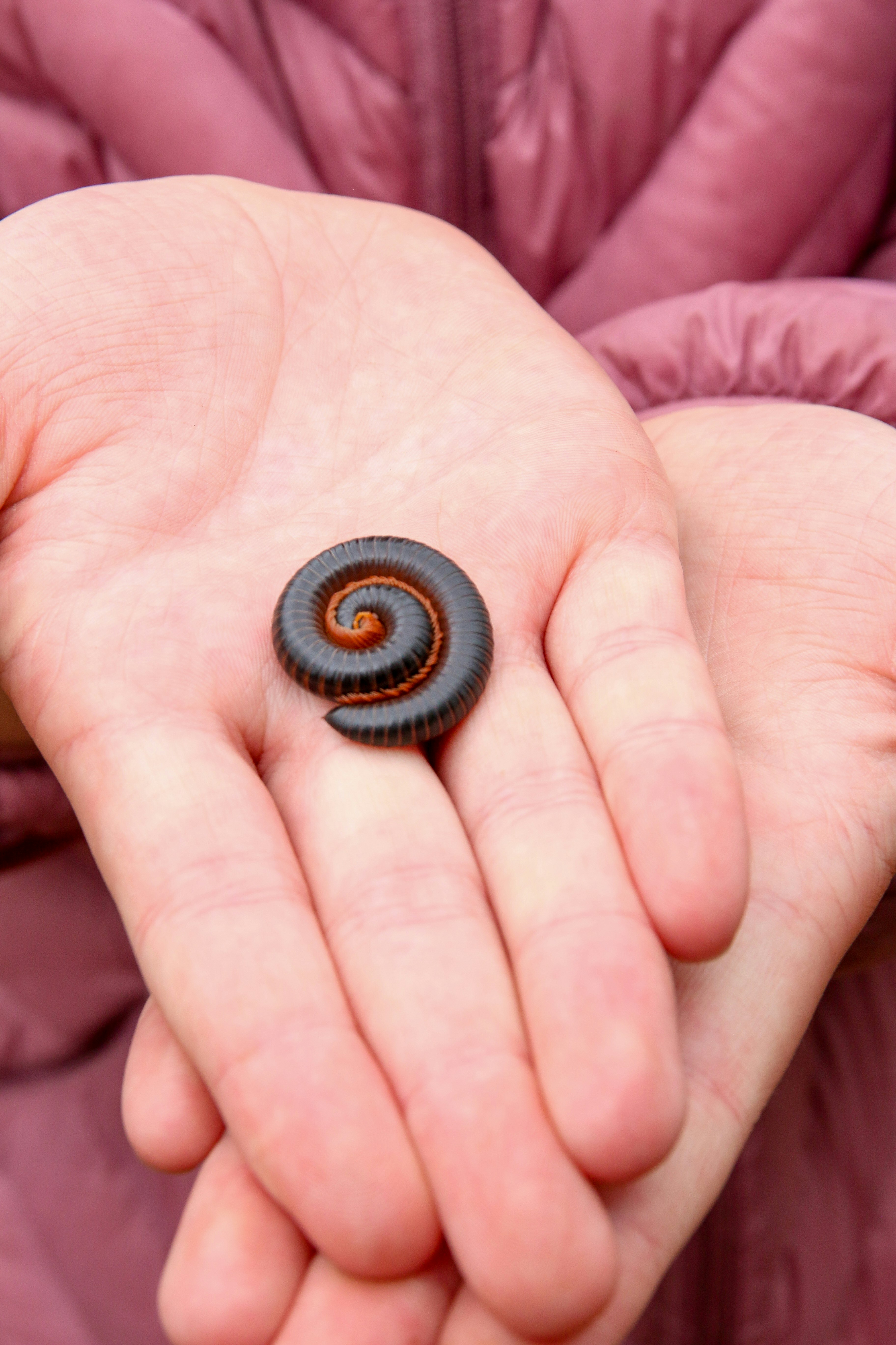 black round ornament on persons palm