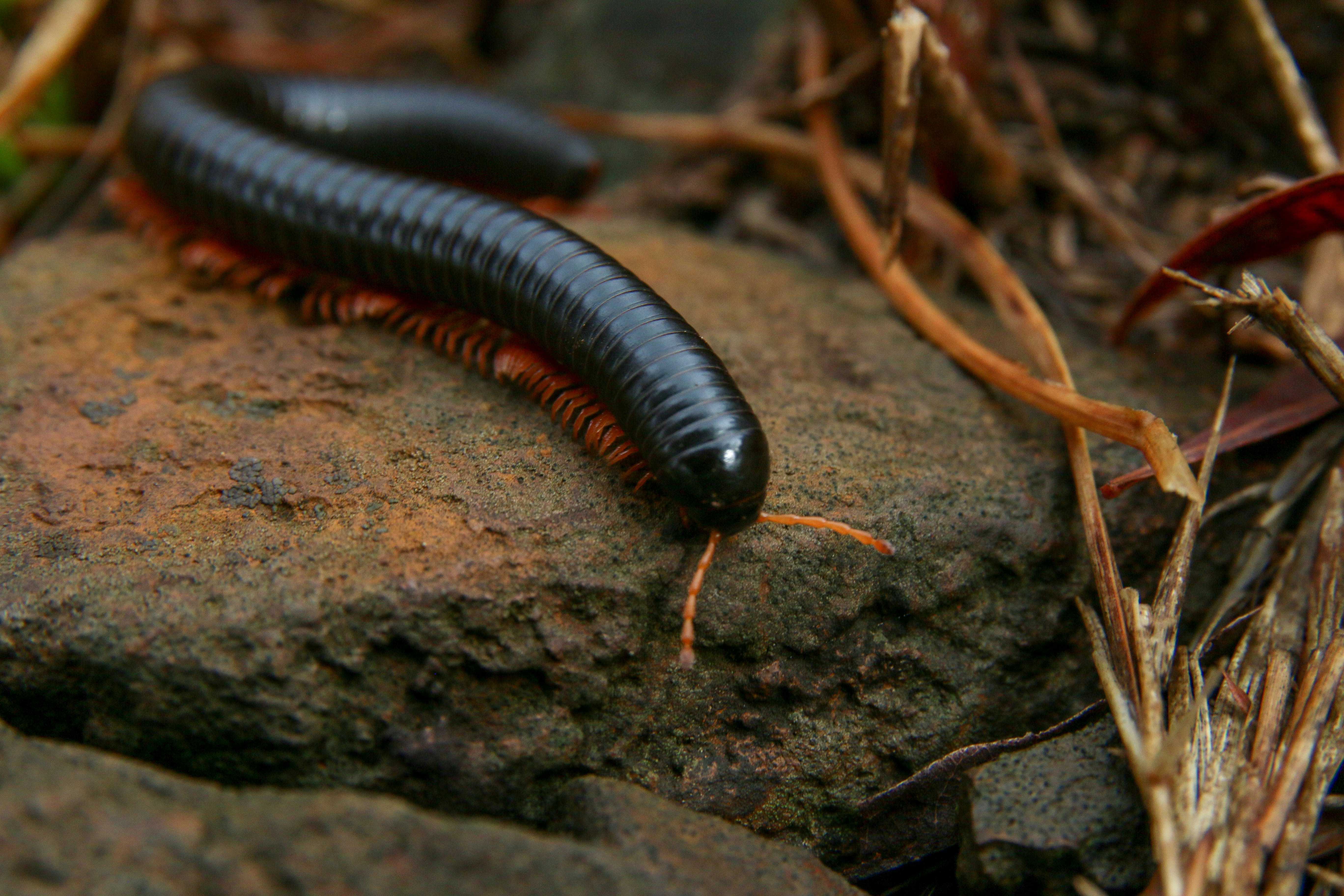 black and brown caterpillar on brown soil