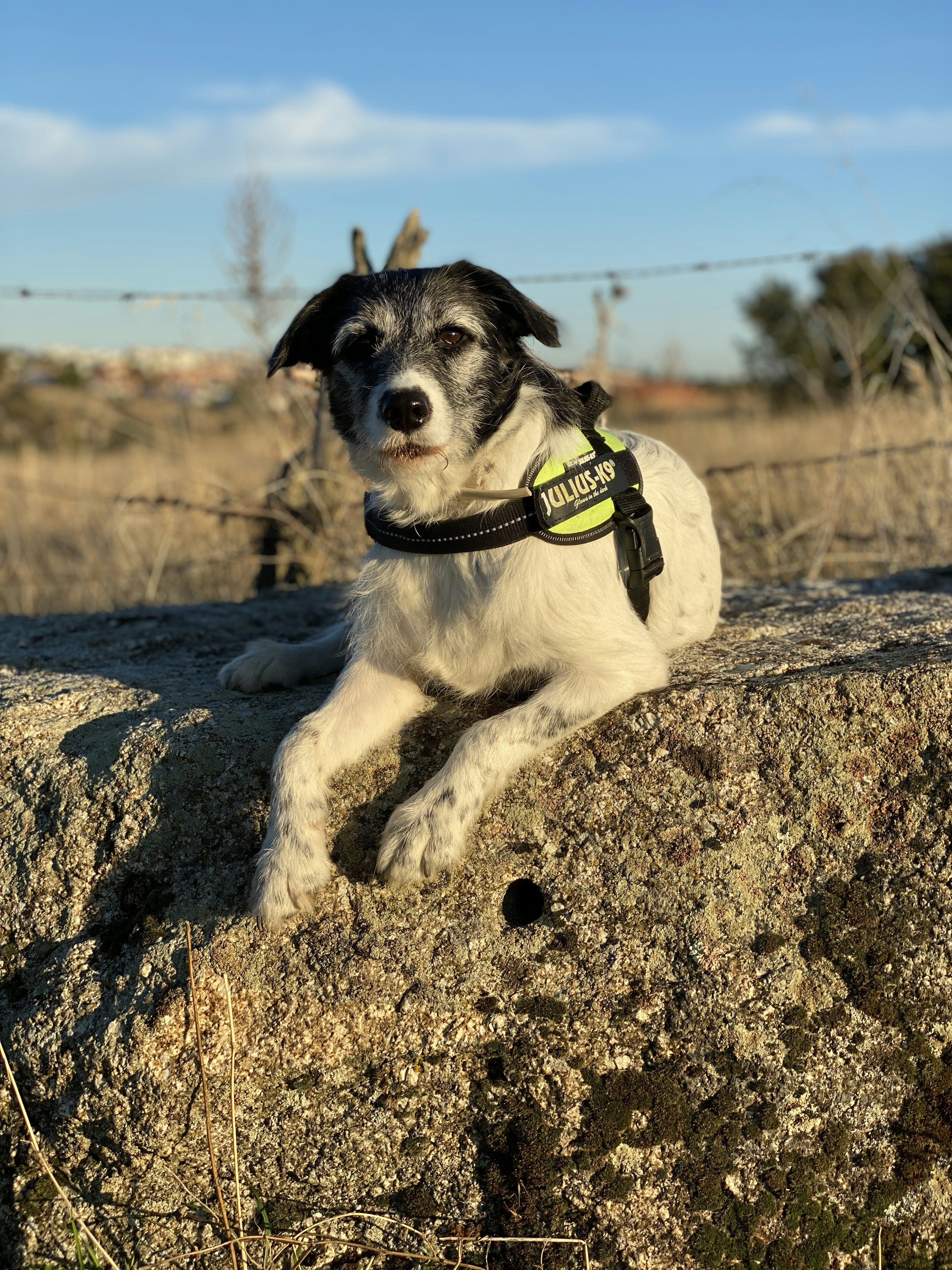Perro pequeño de pelaje corto blanco y negro con botella de plástico verde y amarilla sobre suelo marrón