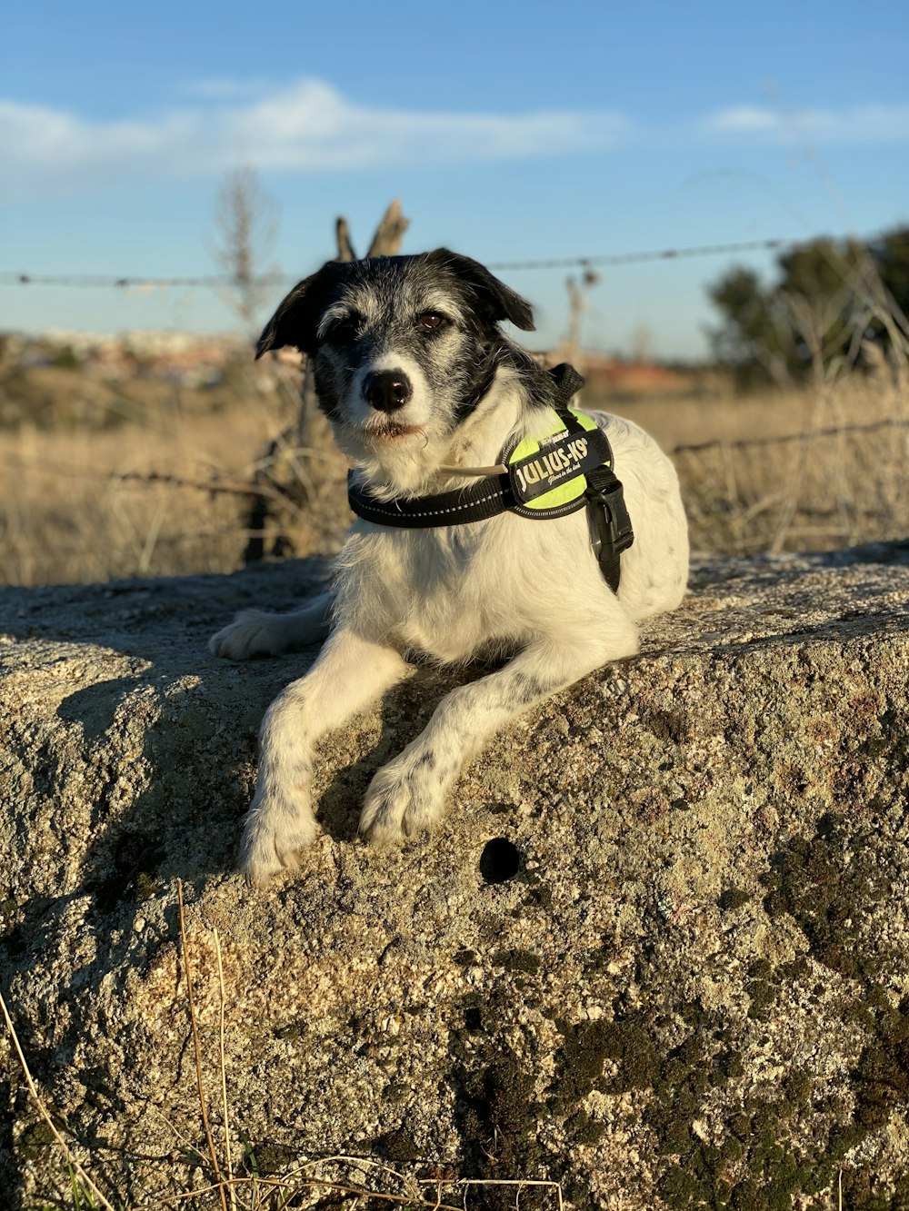 Petit chien à poil court blanc et noir avec bouteille en plastique verte et jaune sur sol brun