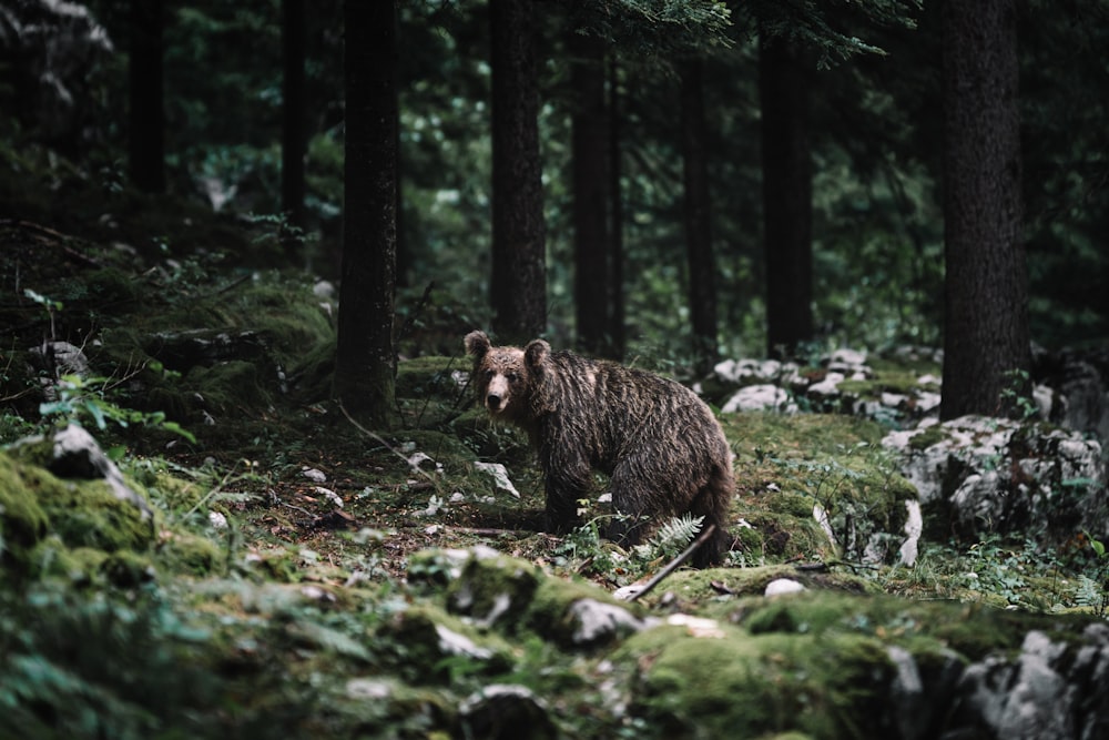 brown bear on green grass daytime photo – Free Slovenia Image on Unsplash