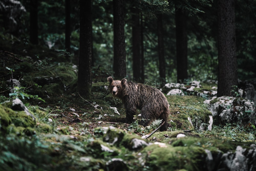 brown bear on green grass during daytime