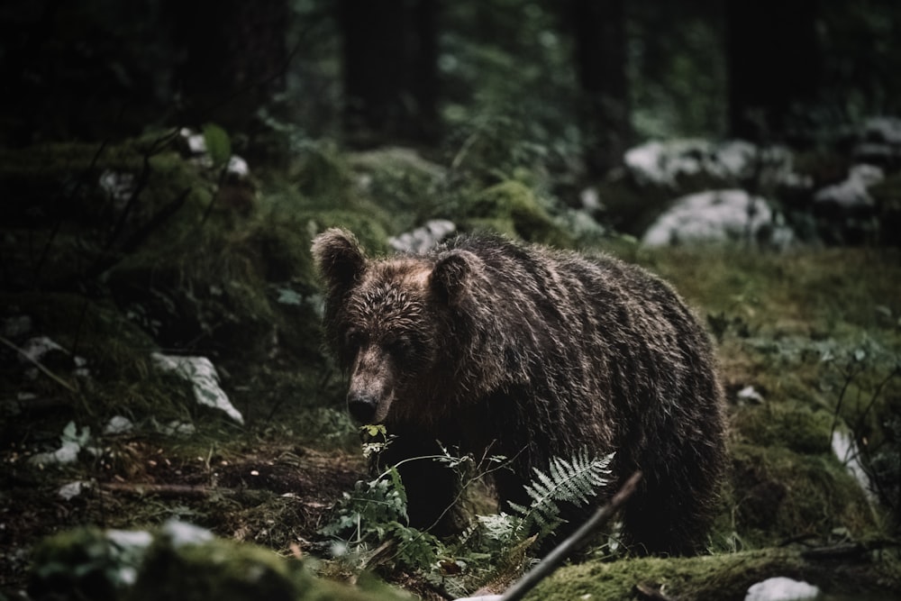 urso marrom na grama verde durante o dia