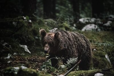 brown bear on green grass during daytime bears google meet background