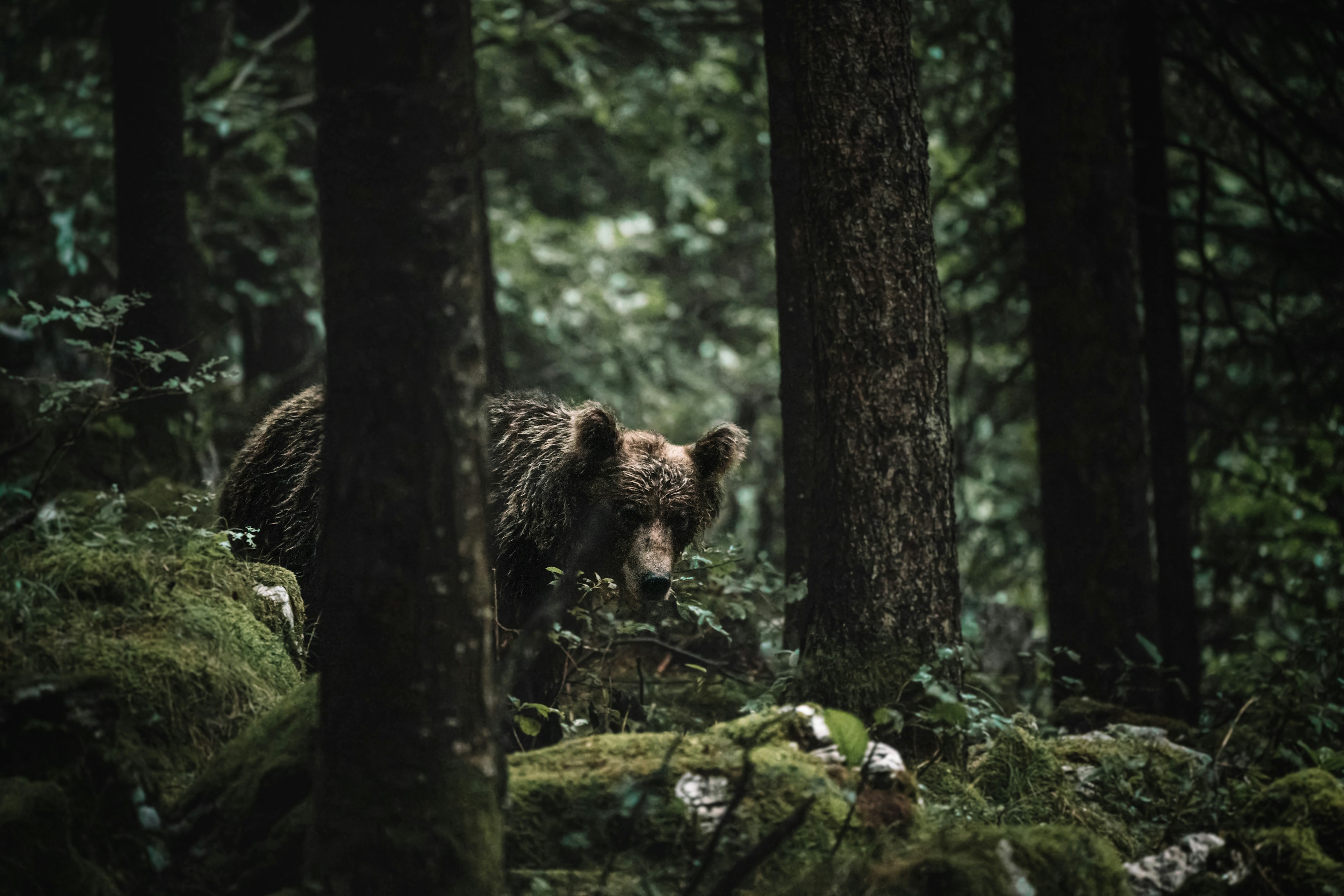 A Camper Scared Off a Bear — Then the Grizzly Came Back and Killed Her