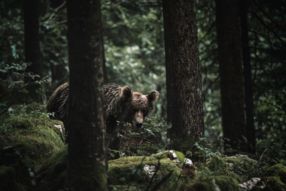 brown bear on tree branch during daytime